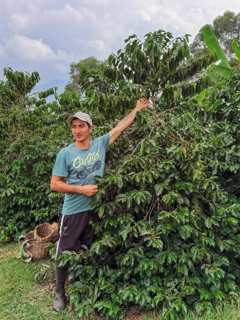 Daniel explaining the life of the coffee tree in our coffee farm tour